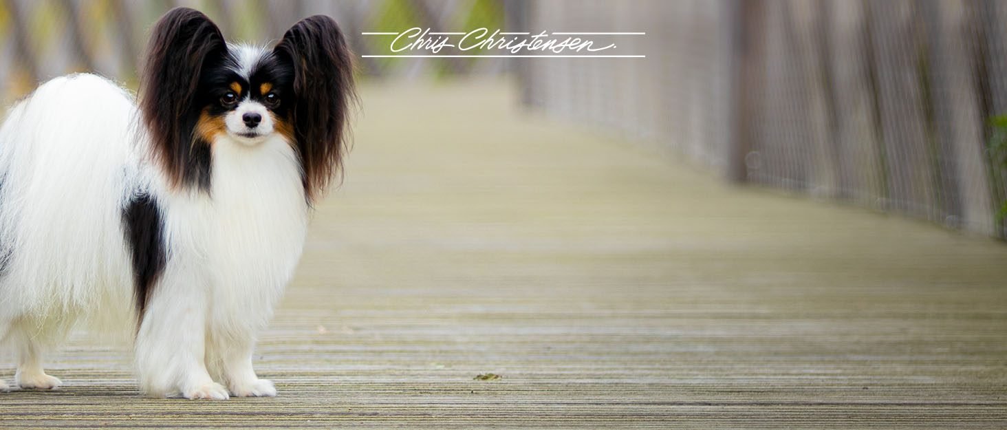 Chris Christensen Pet Grooming Products. The Preferred Choice of Champions.